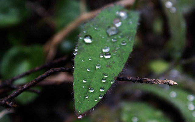 Green leaf water droplets macro #8 free wallpaper - medium preview image
