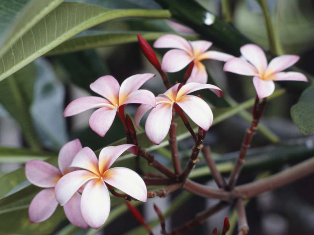 Pink flowers green leaves blurry free wallpaper - medium preview image