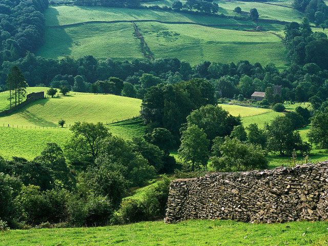 Green field stone wall trees #5 free wallpaper for desktop - medium preview image