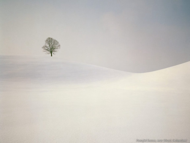 Lone tree snowy landscape blue #2 free wallpaper - medium preview image