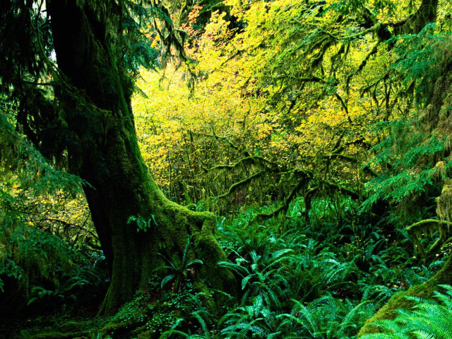 Lush green forest sunny bench free wallpaper - medium preview image