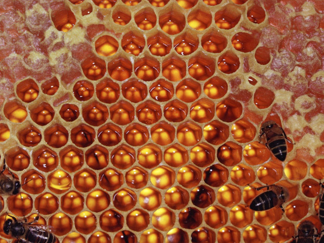 Honeycomb closeup bees inside bee #3 free wallpaper - medium preview image