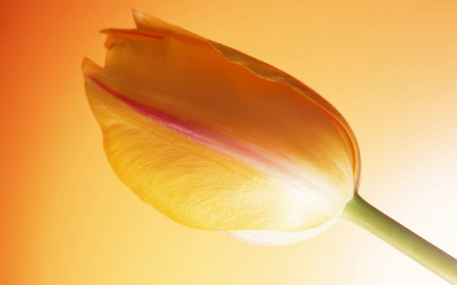 Yellow tulip pink center yellow #2 free wallpaper - medium preview image
