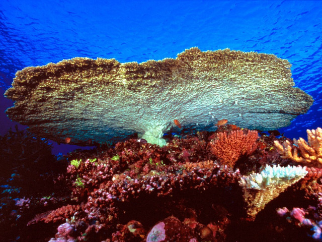 Coral reef blue background water #3 free wallpaper for desktop - medium preview image