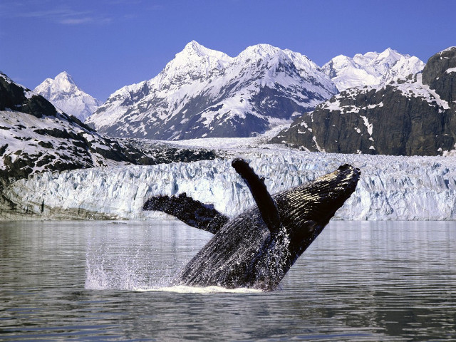 Humpback whale jump diving water free wallpaper - medium preview image