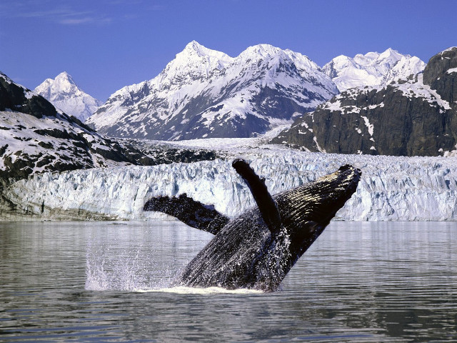 Humpback whale jump diving water #2 free wallpaper for desktop - medium preview image