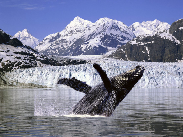 Humpback whale jumping mountains ocean free wallpaper for desktop - medium preview image