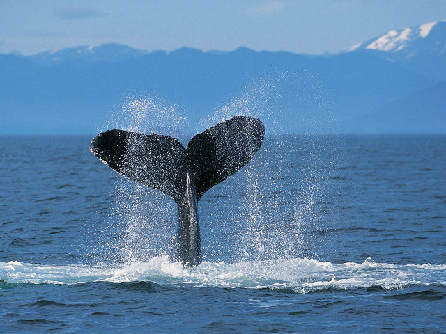 Whale jumping water mouth open #3 free wallpaper - medium preview image