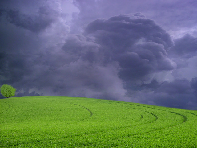 Green field tree storm cloud #2 free wallpaper - medium preview image