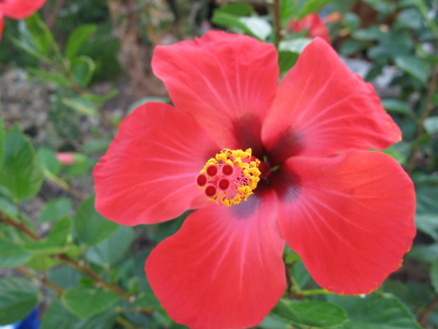 Red flower yellow center green #13 free wallpaper - medium preview image
