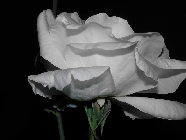 White rose dark open petals free wallpaper - medium preview image