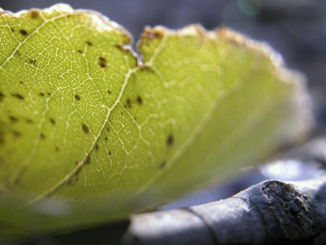 Leaf dirt bugs ecological macro free wallpaper - medium preview image