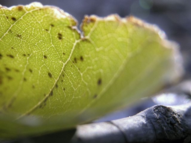 Close up leaf dirt bugs free wallpaper - medium preview image