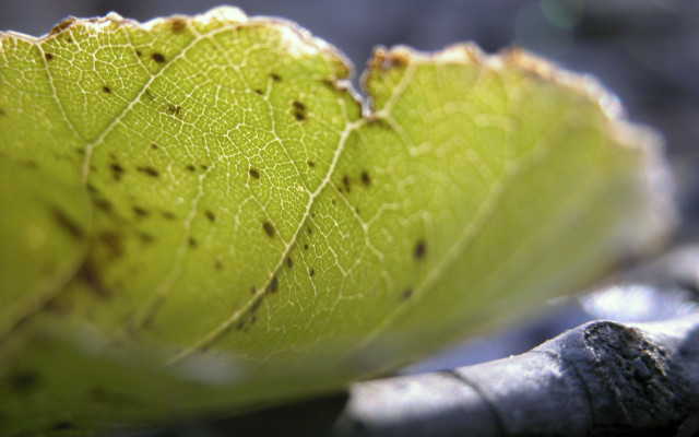 Green leaf brown spots tree #4 free wallpaper - medium preview image