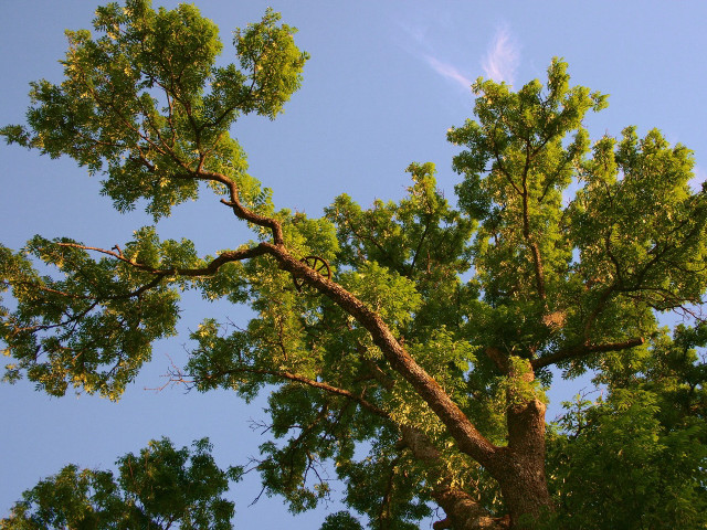 Tree leaves blue sky clouds free wallpaper - medium preview image