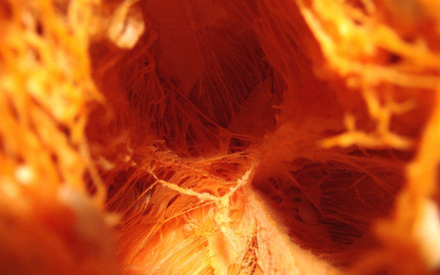 Orange flower closeup blurry background #3 free wallpaper - medium preview image