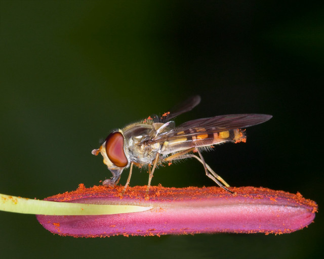 Fly on flower wings spread free wallpaper - medium preview image