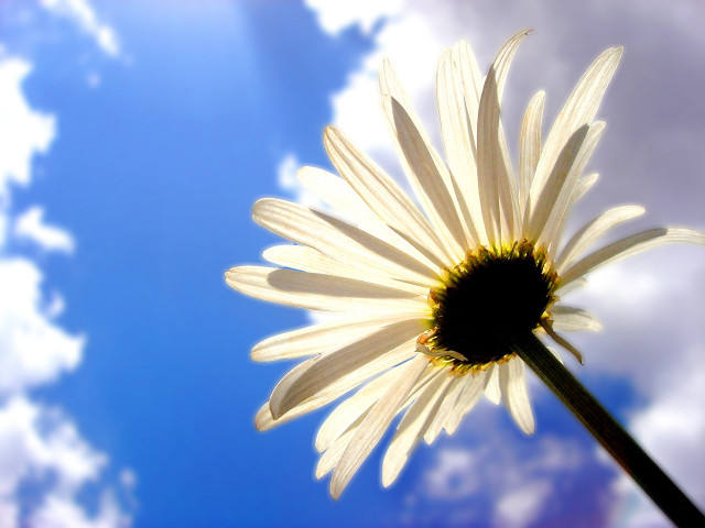 White flower blue sky clouds #3 free wallpaper - medium preview image