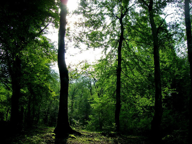 Forest bench sunlight trees nature free wallpaper - medium preview image