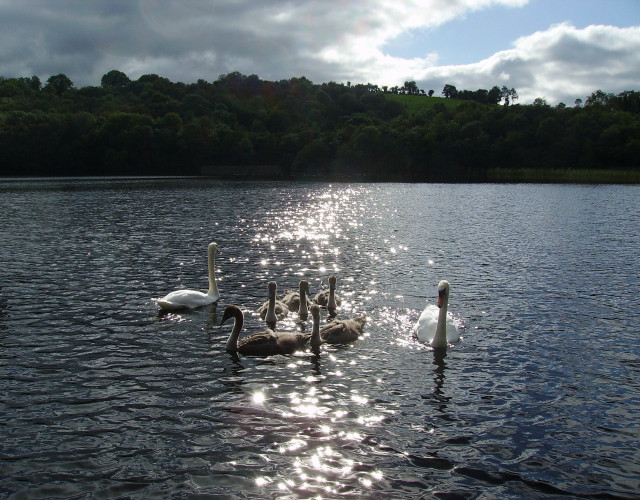 Swans lake sunshine trees clouds free wallpaper - medium preview image