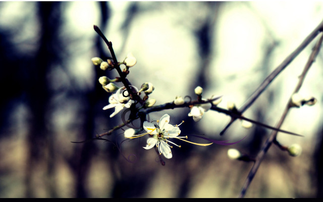 Branch white flowers forest no #2 free wallpaper - medium preview image