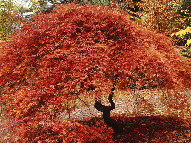 Tree red leaves park bench free wallpaper - medium preview image