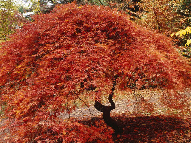 Red leaves tree park bench free wallpaper - medium preview image