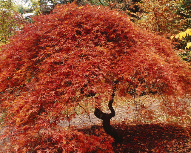 Tree red leaves park bench #2 free wallpaper - medium preview image