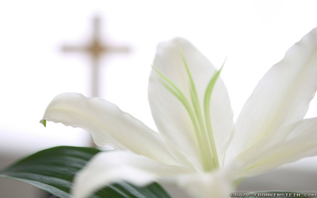 White flower cross blurry background free wallpaper - medium preview image