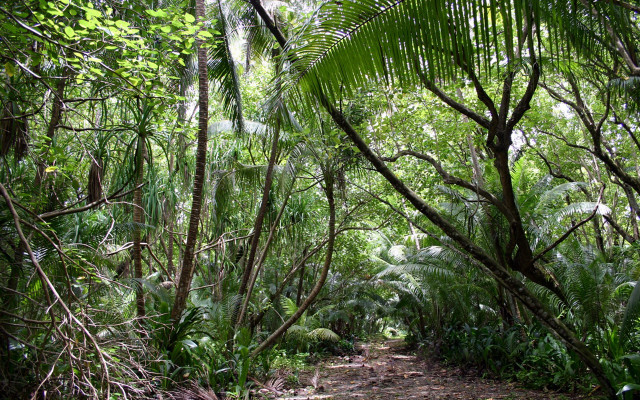 Forest path bench dense trees free wallpaper - medium preview image