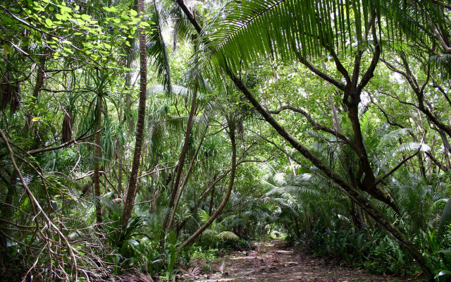 Forest path bench trees plants #2 free wallpaper - medium preview image