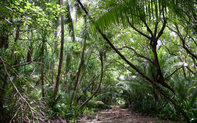 Dense forest path bench trees #2 free wallpaper - medium preview image
