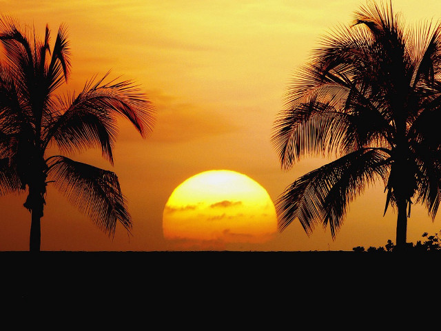 Sunset palm trees surfboard person #2 free wallpaper - medium preview image