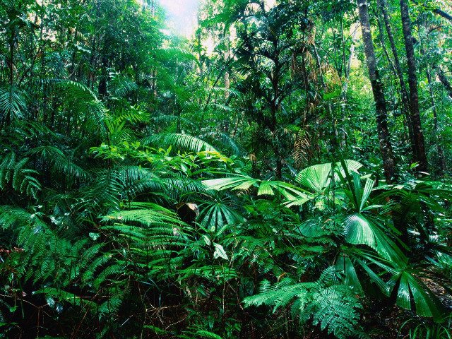 Lush green forest sunny jungle #3 free wallpaper - medium preview image