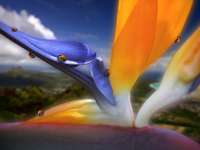 Flower ladybugs closeup sky background free wallpaper - medium preview image