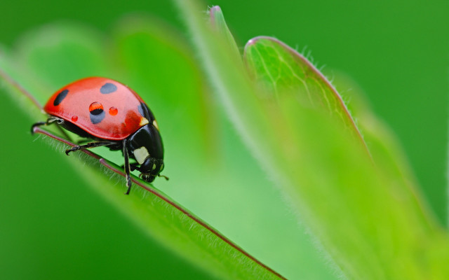 Ladybug green leaf black dots #5 free wallpaper - medium preview image