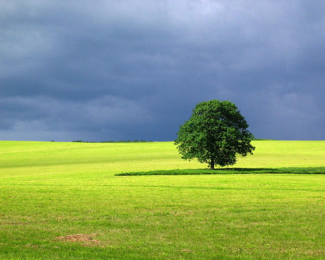 Lone tree stormy field david free wallpaper - medium preview image