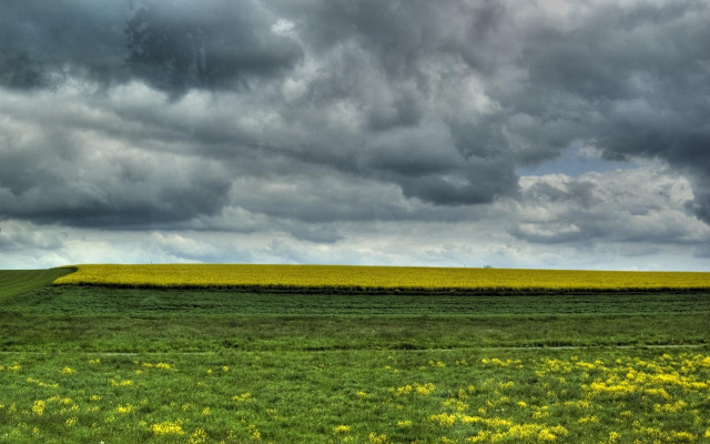 Field yellow flowers cloudy sky #2 free wallpaper - medium preview image