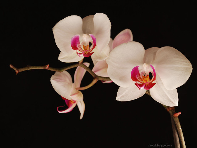 White pink flower studio art free wallpaper - medium preview image