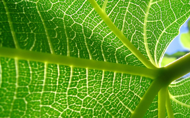 Green leaf blue sky nature free wallpaper - medium preview image