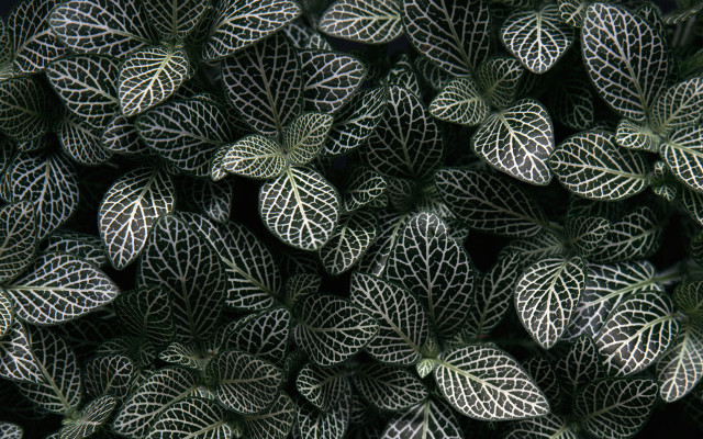 Green white leaves black background #2 free wallpaper - medium preview image