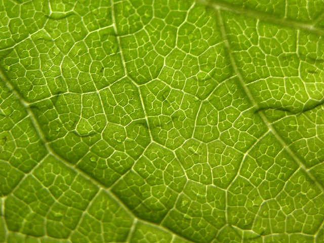Green leaf macro light reflection free wallpaper - medium preview image