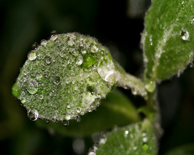 Close up leaf water droplets #8 free wallpaper - medium preview image