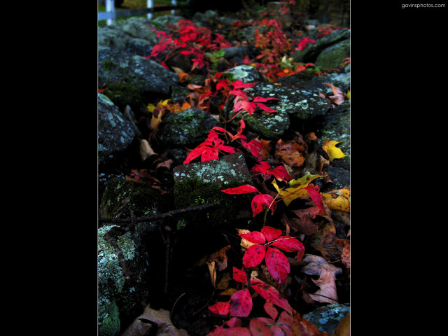 Rocks red leaves bench light #2 free wallpaper - medium preview image