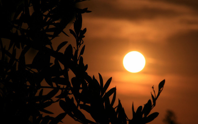 Sunset tree branch leaves silhouette #3 free wallpaper - medium preview image