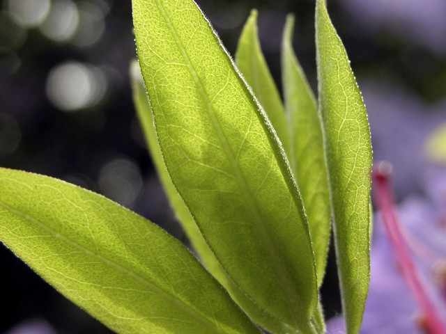 Green leaf purple flowers blurry free wallpaper - medium preview image