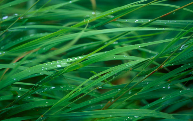 Water droplets grass leaves macro free wallpaper - medium preview image