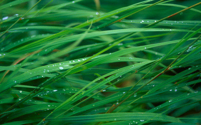 Grass water droplets macro nature #9 free wallpaper - medium preview image