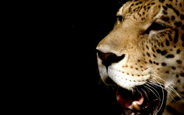 Leopard closeup mouth open teeth #4 free wallpaper - medium preview image