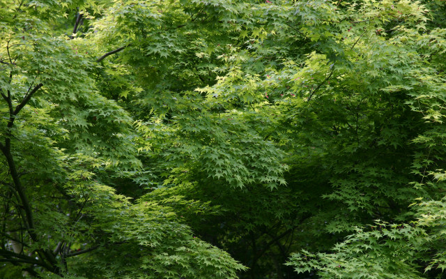 Bench forest woods nature peaceful #5 free wallpaper - medium preview image